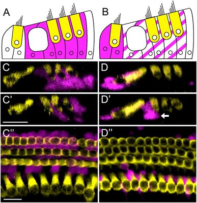 Regenerated hair cells in the neonatal cochlea are innervated and the majority co-express markers of both inner and outer hair cells